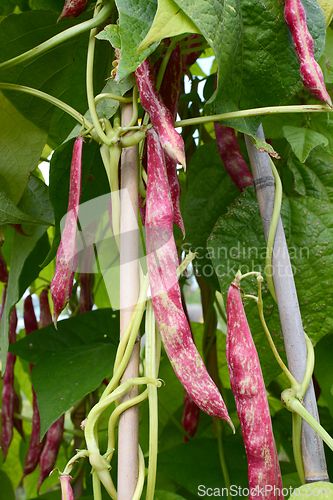 Image of Red pods of cranberry beans hang among foliage
