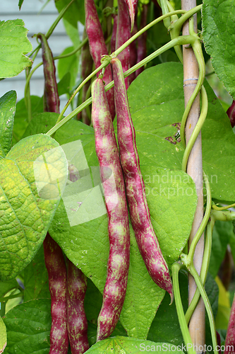 Image of Red and green borlotti bean pods growing on a wigwam