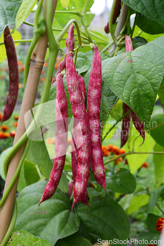 Image of Red cranberry bean pods hang on vines