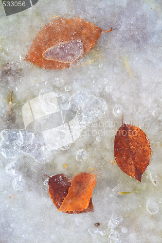 Image of frozen leaf