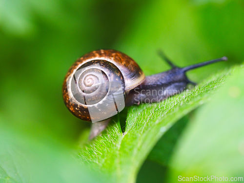 Image of A snail on a green leaf