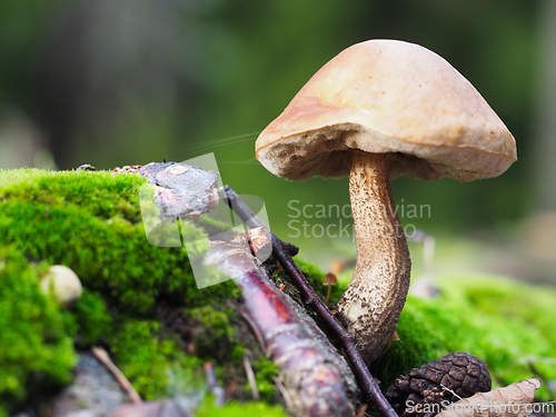 Image of A mushroom on the forest ground