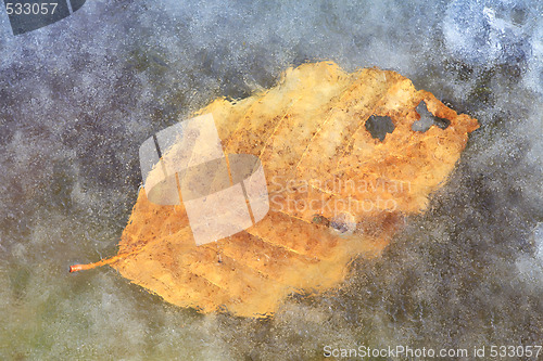 Image of frozen leaf