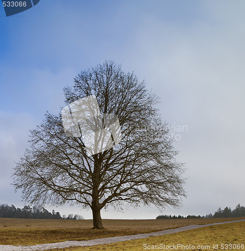 Image of leafless tree