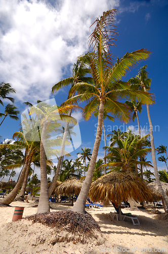 Image of Tropical beach with palms