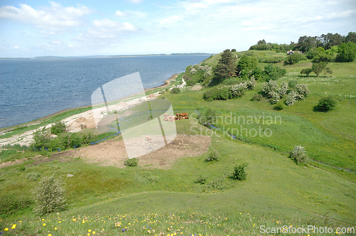 Image of Cows and green landscape