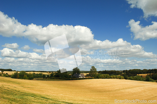 Image of Cornfield and clouds