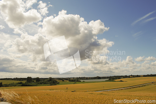 Image of Cornfield and landscape