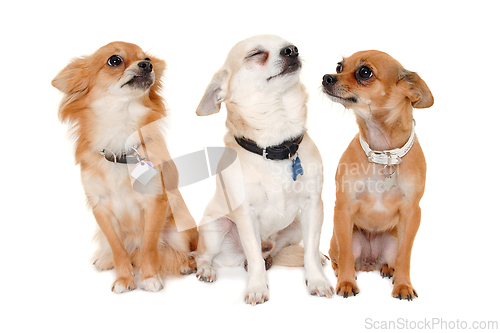 Image of Three happy chihuahua puppy dogs on a white background
