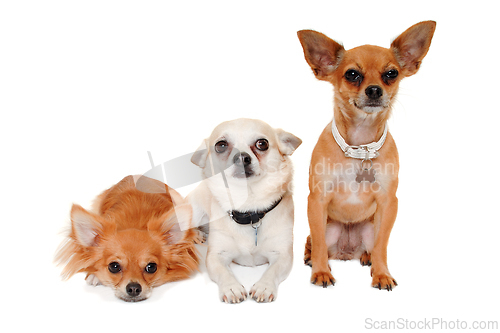 Image of Three happy chihuahua puppy dogs on a white background