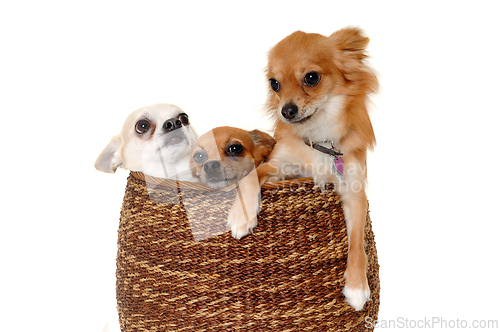 Image of Three happy chihuahua puppy dogs on a white background