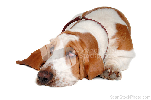 Image of Sad and sick Basset Hound  dog on a white background