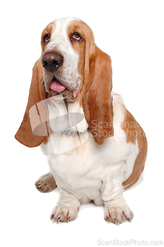 Image of Sad Basset Hound  dog on a white background
