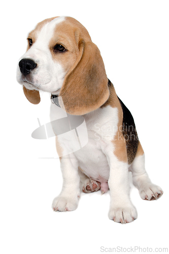 Image of Sad beagle puppy dog on a white background 