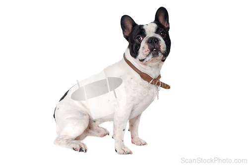 Image of French Bulldog  dog on a white background