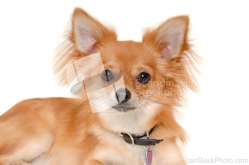 Image of chihuahua puppy dog is resting on a white background