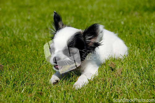 Image of Chihuahua dog on green grass
