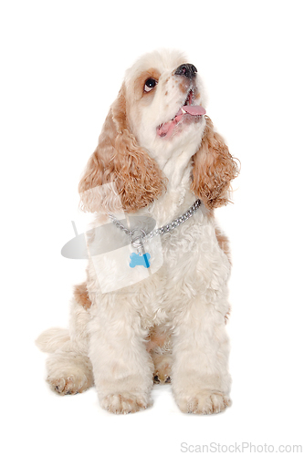 Image of Happy american cocker spaniel dog on a white background