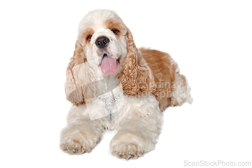 Image of Happy american cocker spaniel dog on a white background