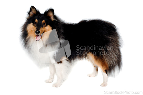 Image of Happy Collie dog on a white background