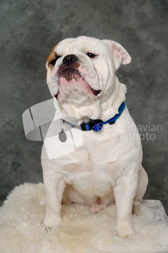 Image of Sad english bulldog dog 