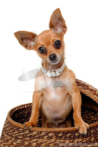 Image of chihuahua puppy dog  on a white background