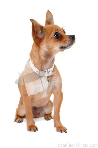 Image of chihuahua puppy dog is sitting on a white background