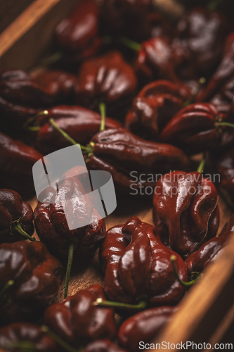 Image of Close up of chocolate habanero peppers