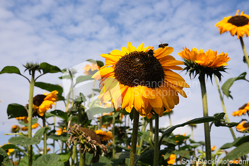 Image of Sunflowers on a late summer day