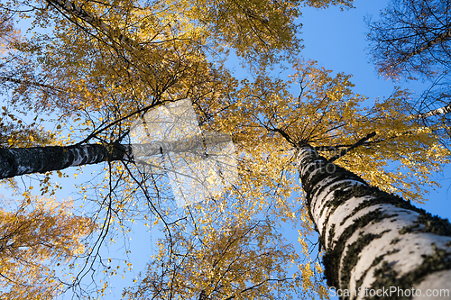 Image of Birch trees in autumn with a blue sky