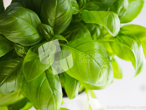 Image of Fresh basil plant with green leaves
