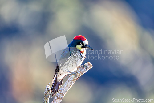 Image of Acorn woodpecker (Melanerpes formicivorus), San Gerardo, Costa Rica