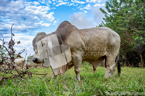 Image of American Brahman, beef cattle. Puntarenas Costa Rica