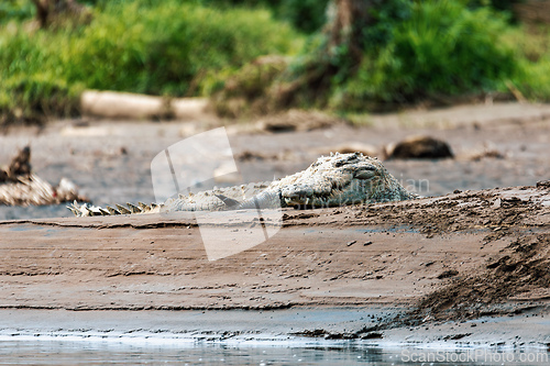 Image of American crocodile, Crocodylus acutus, river Rio Tarcoles, Costa Rica Wildlife