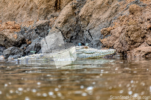 Image of American crocodile, Crocodylus acutus, river Rio Tarcoles, Costa Rica Wildlife