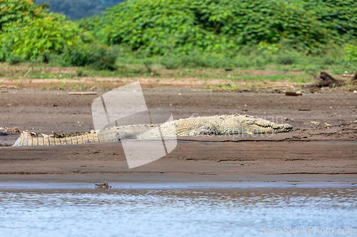 Image of American crocodile, Crocodylus acutus, river Rio Tarcoles, Costa Rica Wildlife