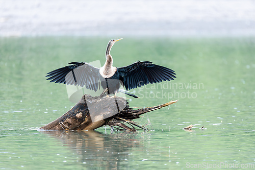 Image of Snakebird, darter, American darter, or water turkey, Anhinga anhinga, River Tarcoles, Costa Rica