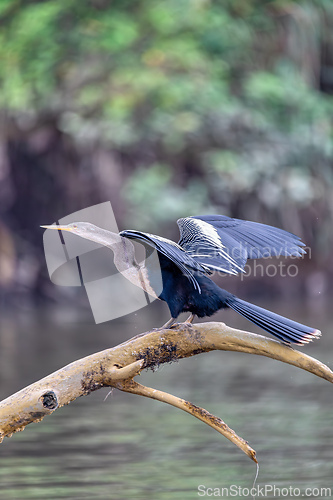 Image of Snakebird, darter, American darter, or water turkey, Anhinga anhinga, River Tarcoles, Costa Rica