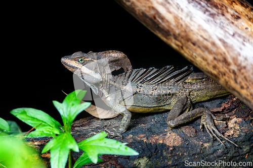 Image of The common basilisk, Basiliscus basiliscus. Manuel Antonio National Park, Costa Rica wildlife