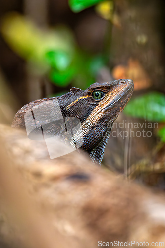 Image of The common basilisk, Basiliscus basiliscus. Manuel Antonio National Park, Costa Rica wildlife