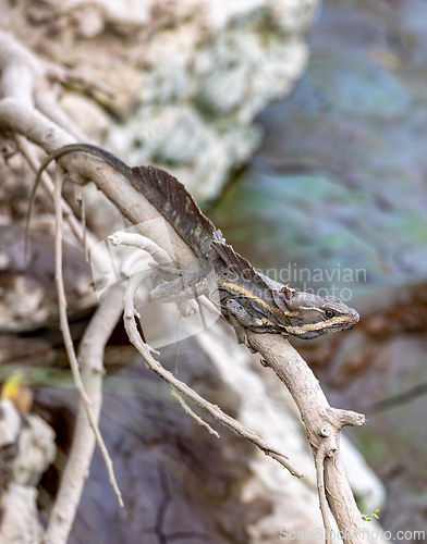 Image of The common basilisk, Basiliscus basiliscus. Tarcoles, Puntarenas, Costa Rica wildlife