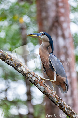 Image of Boat-billed heron (Cochlearius cochlearius), river Tarcoles, Costa Rica