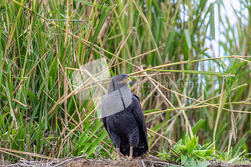 Image of Common black hawk ,Buteogallus anthracinus, Tarcoles, Puntarenas, Wildlife Reserve, Costa Rica wildlife