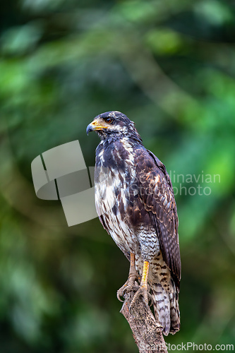 Image of Common black hawk ,Buteogallus anthracinus, Tarcoles, Puntarenas, Wildlife Reserve, Costa Rica wildlife