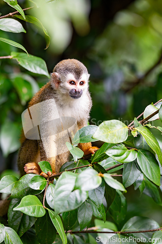 Image of Central American squirrel monkey, Saimiri oerstedii, Quepos, Costa Rica wildlife