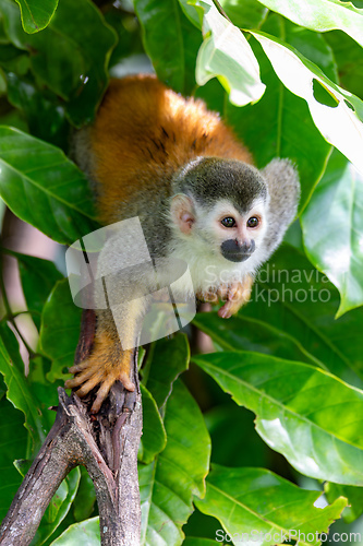 Image of Central American squirrel monkey, Saimiri oerstedii, Quepos, Costa Rica wildlife