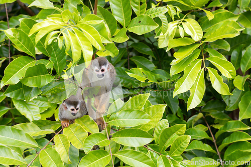 Image of Central American squirrel monkey, Saimiri oerstedii, Quepos, Costa Rica wildlife