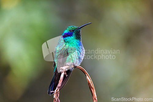 Image of Lesser violetear hummingbird (Colibri cyanotus),. San Gerardo de Dota, Wildlife and birdwatching in Costa Rica.