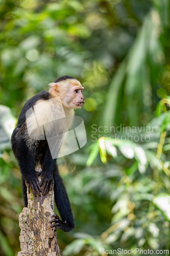 Image of Colombian white-faced capuchin (Cebus capucinus), Manuel Antonio National Park, Costa Rica