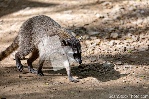 Image of Crab-eating raccoon or South American raccoon, Curu Wildlife Reserve, Costa Rica wildlife